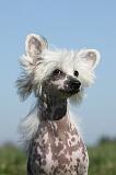 CHIEN NU CHINOIS 136